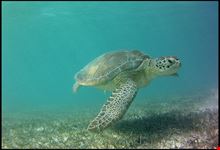  akumal