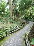  la foresta delle scimmie