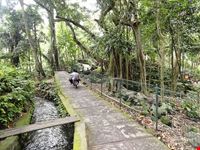  la foresta delle scimmie