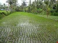  bali s countryside bike tours