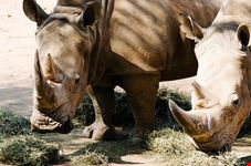  johannesburg zoo
