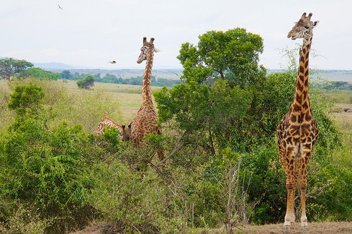  kruger national park