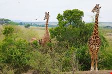  kruger national park