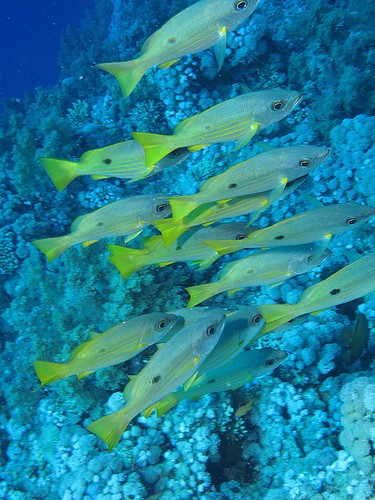  elphinstone reef