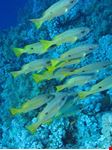  elphinstone reef
