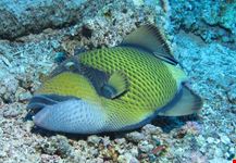  elphinstone reef