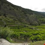  il miracolo del blanc de morgex