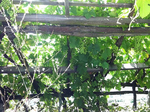  il miracolo del blanc de morgex