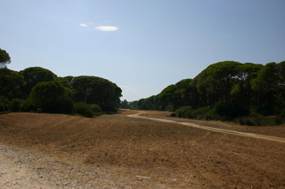 Cielo e alberi