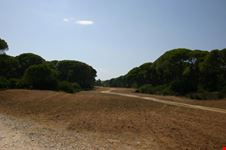 Cielo e alberi