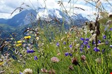  marmolada