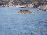 Dintorni isola del giglio