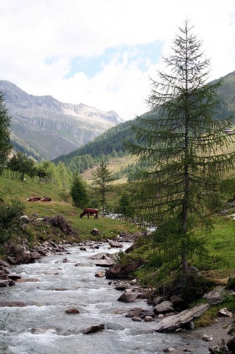  valle aurina