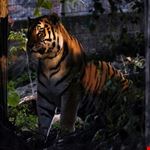  zoo di helsinki korkeasaari