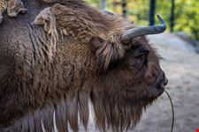  zoo di helsinki korkeasaari