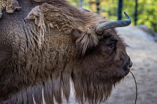 Zoo di Helsinki (Korkeasaari) Helsinki Tuomo Lindfors - Attribution-NonCommercial-ShareAlike (http://creativecommons.org/licenses/by-nc-sa/2.0/) Tuomo Lindfors