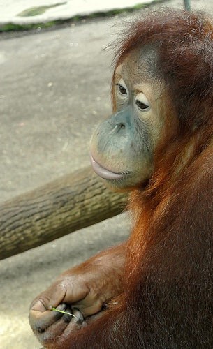  toronto zoo