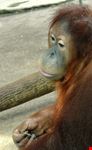  toronto zoo
