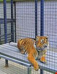  toronto zoo