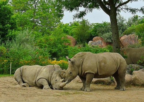  toronto zoo