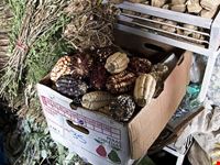  mercato centrale di san pietro