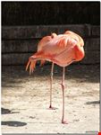  zoo municipale