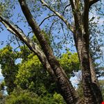  royal botanic garden