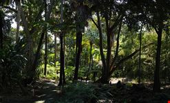  royal botanic garden