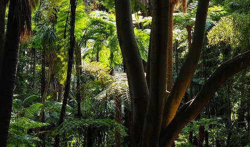  royal botanic garden