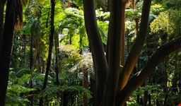  royal botanic garden