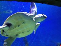  melbourne aquarium