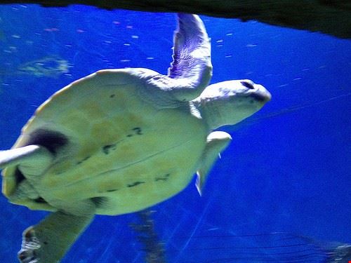 Melbourne Aquarium Melbourne clogwog - Attribution-NonCommercial-ShareAlike (http://creativecommons.org/licenses/by-nc-sa/2.0/) clogwog
