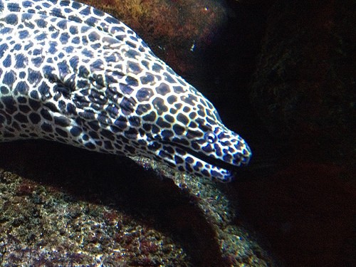  melbourne aquarium