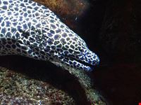  melbourne aquarium