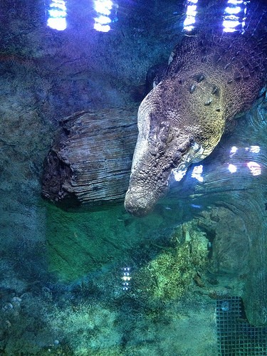  melbourne aquarium