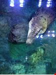  melbourne aquarium