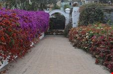  museo larco