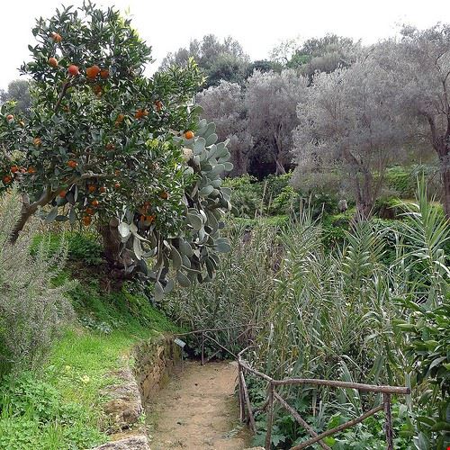 Kolymbetra Garden Agrigento williamaveryhudson - Attribution-NonCommercial-NoDerivs (http://creativecommons.org/licenses/by-nc-nd/2.0/) williamaveryhudson