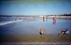  dog beaches