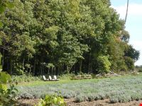  pure lavande