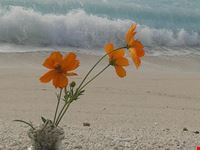 male sound of waves
