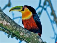  birdwatching sul conero