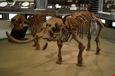  antiquarium statale