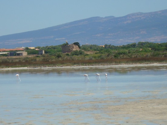 fenicotteri