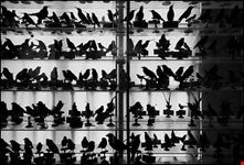  museo di storia naturale