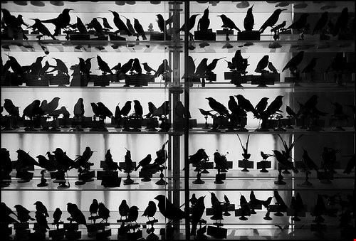  Geneva - Guigui-Lille - - Attribution-NonCommercial-NoDerivs (http://creativecommons.org/licenses/by-nc-nd/2.0/) - Guigui-Lille -