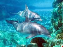 Delfini al giardino zoologico
