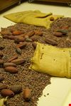  museo del cioccolato alprose