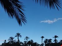  el palmeral