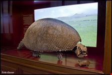  bernisches historisches museum